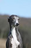 WHIPPET 383